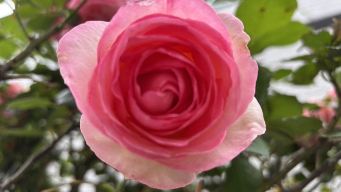 薔薇