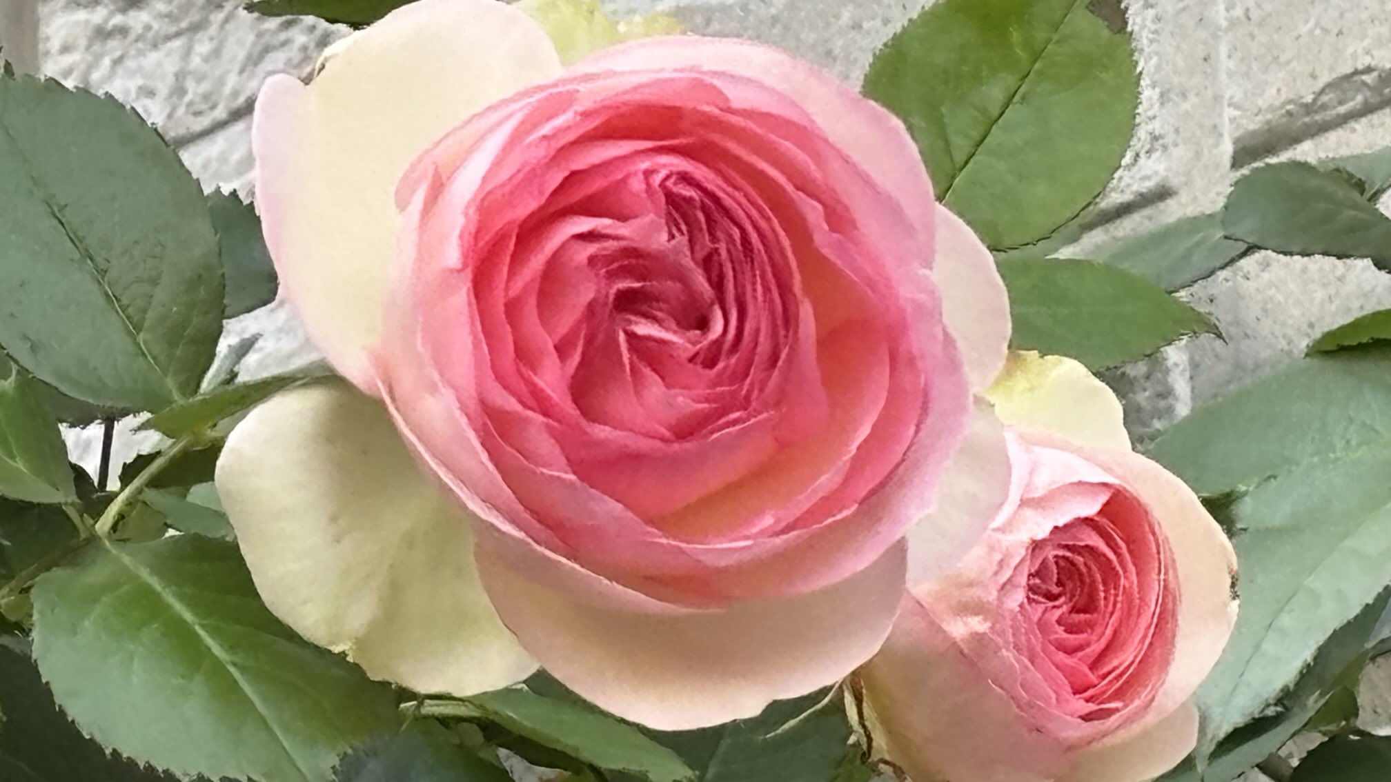 薔薇の花